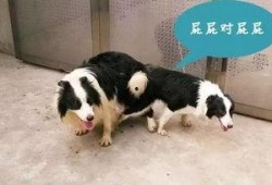 色狗狗 在线观看