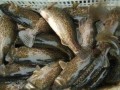 鳜鱼养殖爆料视频大全最新,最新爆料视频大全深度解析