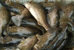 鳜鱼养殖爆料视频大全最新,最新爆料视频大全深度解析