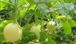 小香瓜视频爆料网站,揭秘娱乐圈幕后真相