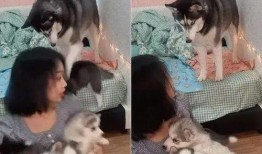 圈内爆料二哈百度云网盘,二哈百度云网盘神秘内容大揭秘