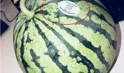 吃网红瓜什么意思,吃网红瓜背后的真相与趣味