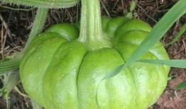 瓜多多免费吃瓜,畅享夏日清凉盛宴