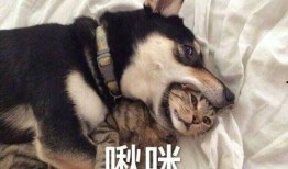 圈内爆料二哈百度云网盘,二哈百度云网盘神秘内容大揭秘