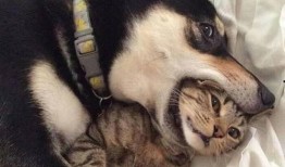 昆明网友爆料狗狗视频,萌化人心！