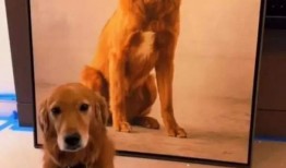 昆明网友爆料狗狗视频,萌化人心！