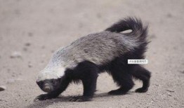 蜜獾爆料自己的视频下载,揭秘幕后真相