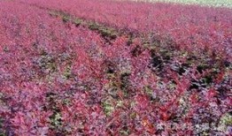 红叶带土最新爆料,揭秘娱乐圈惊天大事件！