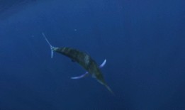 旗鱼影视在线观看,畅享海量影视资源，在线观影新体验