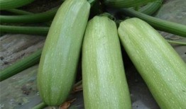 瓜多多免费吃瓜,畅享夏日清凉盛宴