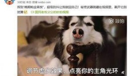 宠物博主爆料视频,宠物界的真实生活大曝光！