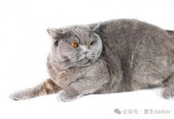 胖猫事件进展最新爆料视频,揭秘背后惊人真相