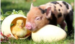 小香猪网红爆料视频播放,揭秘幕后故事与热门话题