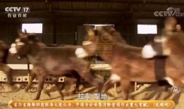 大驴爆料大哥视频,揭秘大哥视频背后的惊人真相