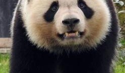 熊猫圆梦最新爆料,揭秘最新爆料背后的精彩故事