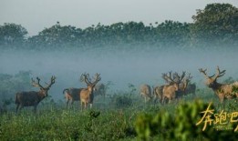 麋鹿电影在线观看,在线观看，探寻自然之美