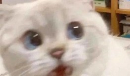 胖猫事件进展最新爆料视频,揭秘背后惊人真相