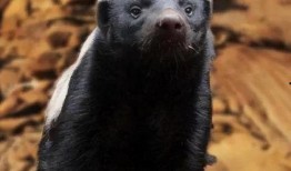 蜜獾爆料自己的视频下载,揭秘幕后真相