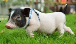 小香猪网红爆料视频播放,揭秘幕后故事与热门话题