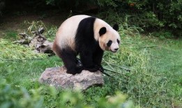 熊猫圆梦最新爆料,揭秘最新爆料背后的精彩故事