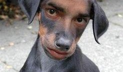 昆明网友爆料狗狗视频,萌化人心！