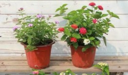 比尔昆最新爆料视频,视频内容深度解析！”