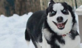 圈内爆料二哈百度云网盘,二哈百度云网盘神秘内容大揭秘