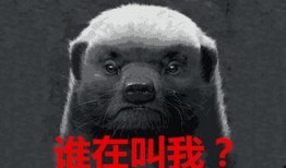 蜜獾爆料自己的视频下载,揭秘幕后真相