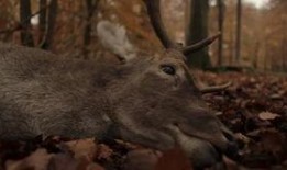 麋鹿电影在线观看,在线观看，探寻自然之美